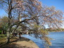 Older cherry blossoms, faded to pink, with the tidal basin and the 
Washington Monument.
