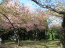 Some trees are still in full bloom, though there's already many blossoms 
on the ground.
