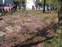 A close-up of the ground, made pink from fallen cherry blossoms.  
This is near the Martin Luther King Junior Memorial.
