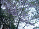 Soft-pink blossoms.
