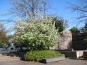 All-white blossoms near the FDR Memorial.
