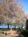 Pow! this tree is out in full force.
