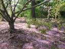 Even pinker ground than before.
