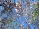 Pure white blossoms with pure blue sky above.
