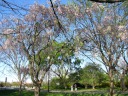 I like the look of these tall, wide trees with white blossoms.
