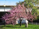Blossoms that are the closest to red of any we saw.
