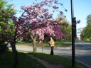 Di Yin under blossoms in East Potomac Park.
