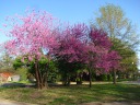 Pinkish-purple blossoms.
