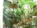A panoramic video of the lovely, leafy, skylit, interior courtyard (if 
that's what one calls it).
