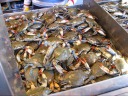 A video of the Maryland blue crabs--tis the season for them.  They're 
alive and clawing and climbing.
