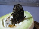 A butterfly on a honeydew melon.  Butterflies taste with their feet.
