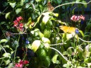 Three butterflies at once.  I vaguely recall thinking there were more in 
this shot when I took it, but I cannot spot any others.

