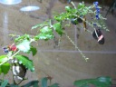 There are four butterflies hanging off this branch.

