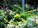 A photograph that serves two purposes: to show a wider view of the 
foliage in the pavilion and to show many butterflies.  The butterflies 
are hard to spot among the flowers but I can easily spot three here and 
I recall thinking there may have been five.  The ones with green-ish 
wings are hard to find.
