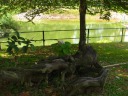 A awesome trunk/log.  (It's living but it's sideways... what would you 
call it?)  I wanted to sit on it in the shade for a while but Di Yin 
wanted to continue on.
