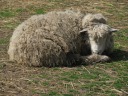 Lazing about.   Okay, I went a little overboard on the sheep, but 
they're so adorable. :)
