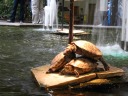 What an oddly shaped turtle statue.
But it's not a statue!  They're actually alive.  I saw them moving.  You can
see them in all their detailed glory by looking at the full-sized image.

