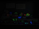 but it turns out the rocks fluoresce under blacklight!
